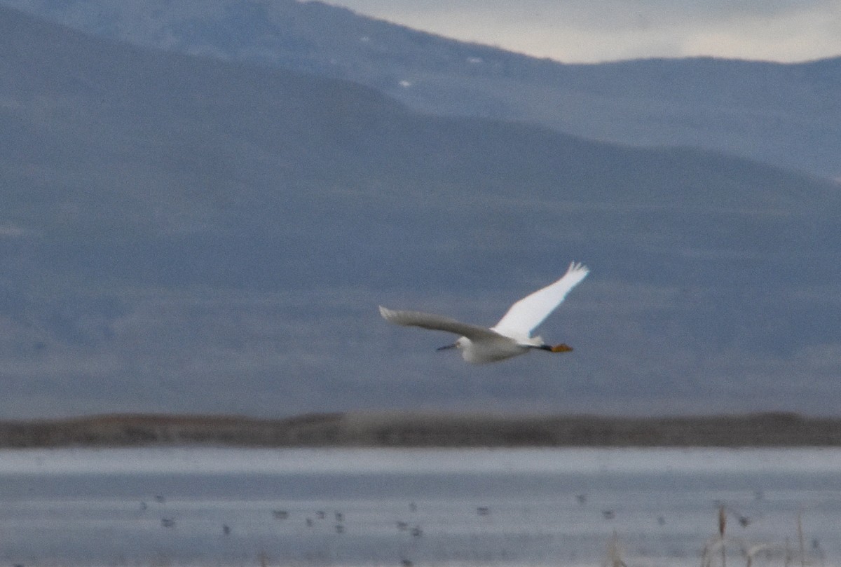 Snowy Egret - Curt Fuller