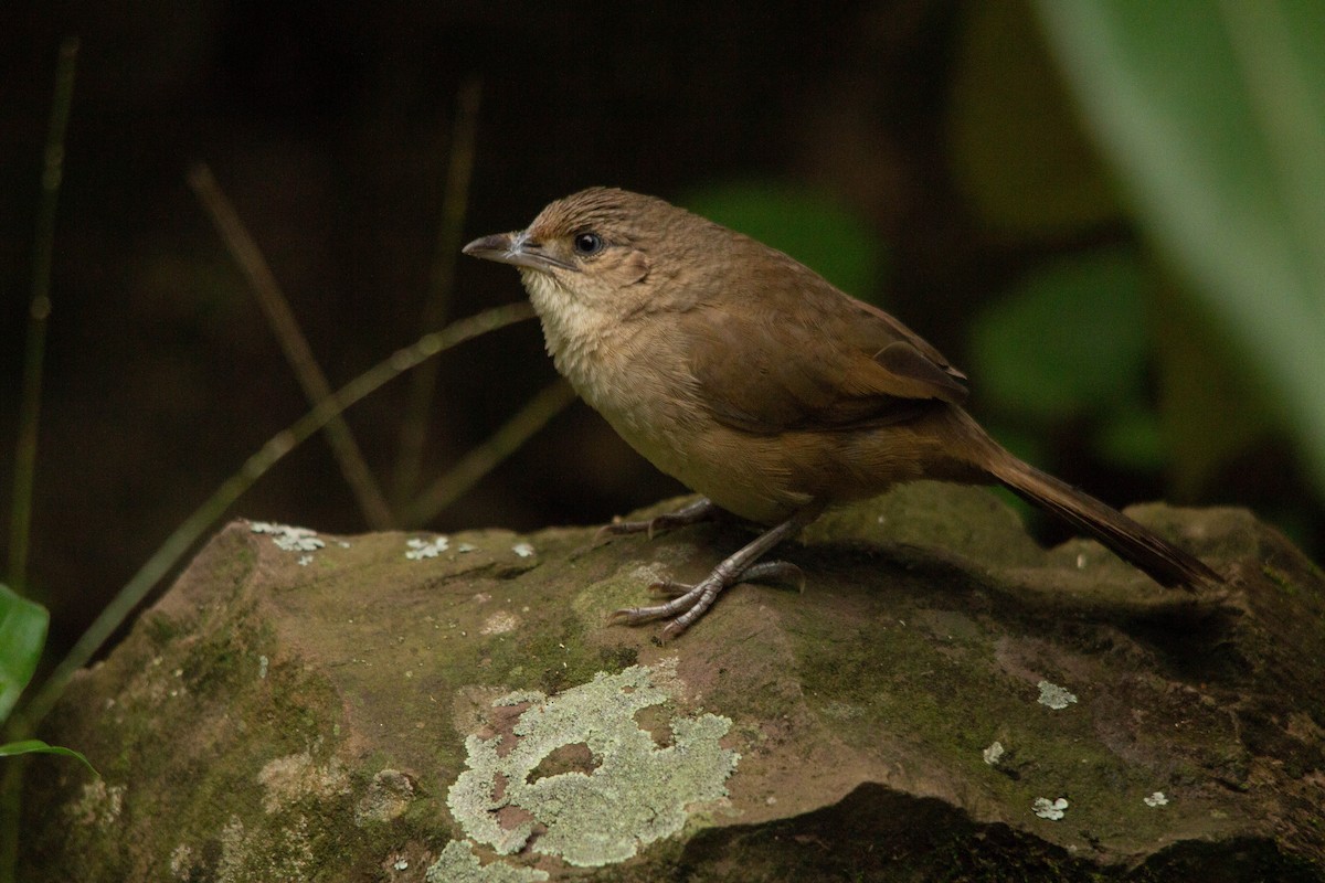 Plain Thornbird - Edilson Torres Rodríguez