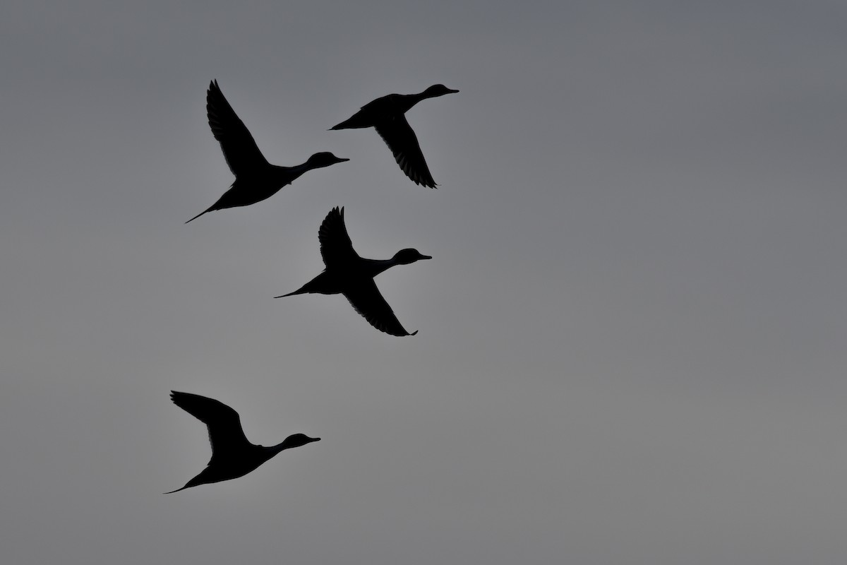 Northern Pintail - ML149747131