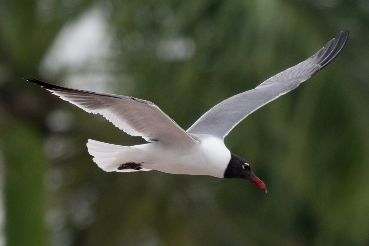 Laughing Gull - ML149747401