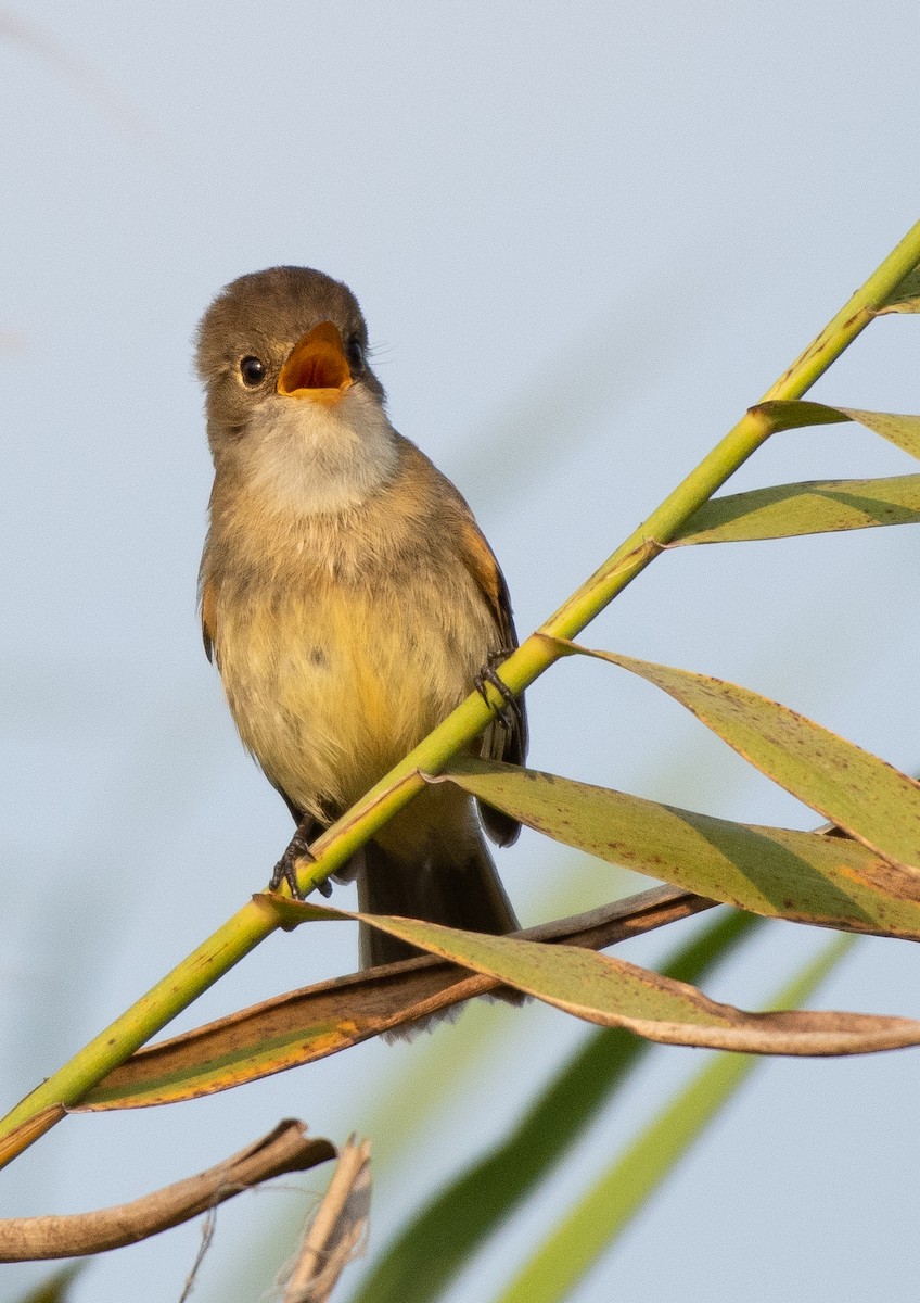 White-throated Flycatcher - ML149747601