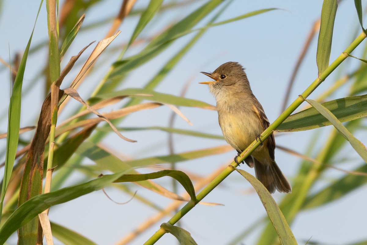 White-throated Flycatcher - ML149747701
