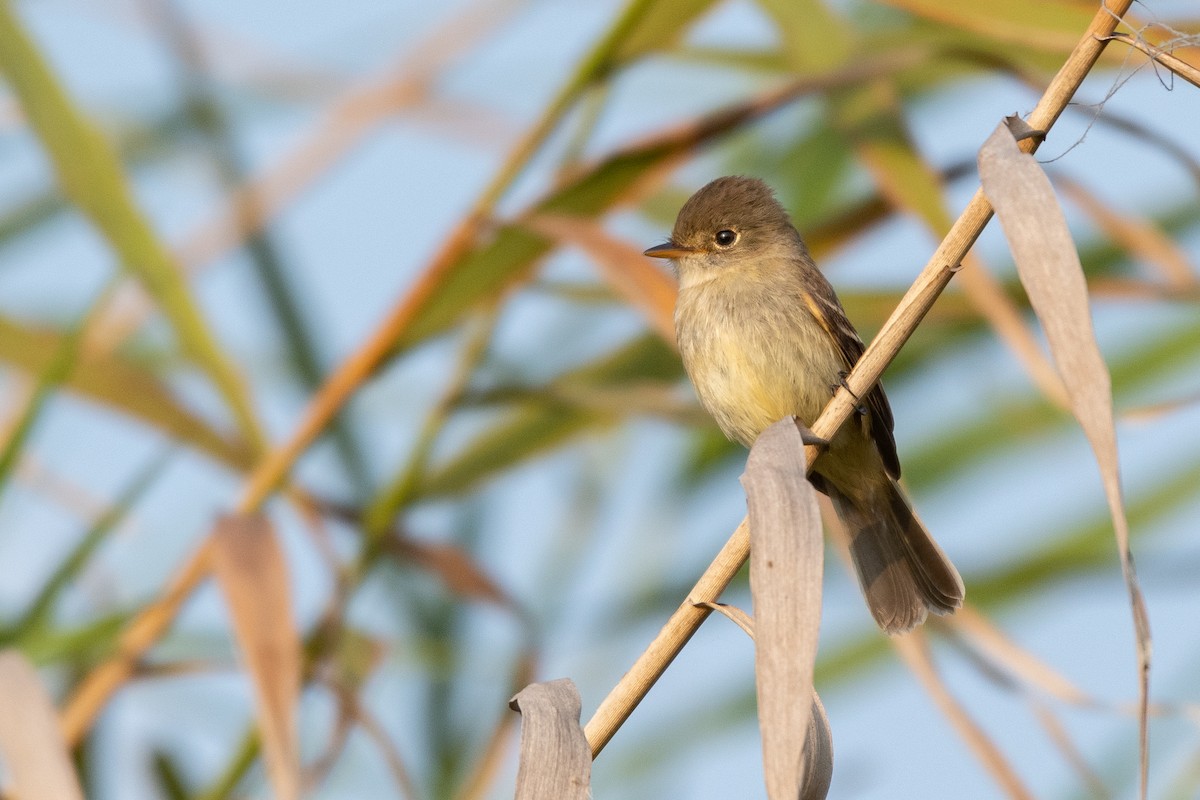 White-throated Flycatcher - ML149747711