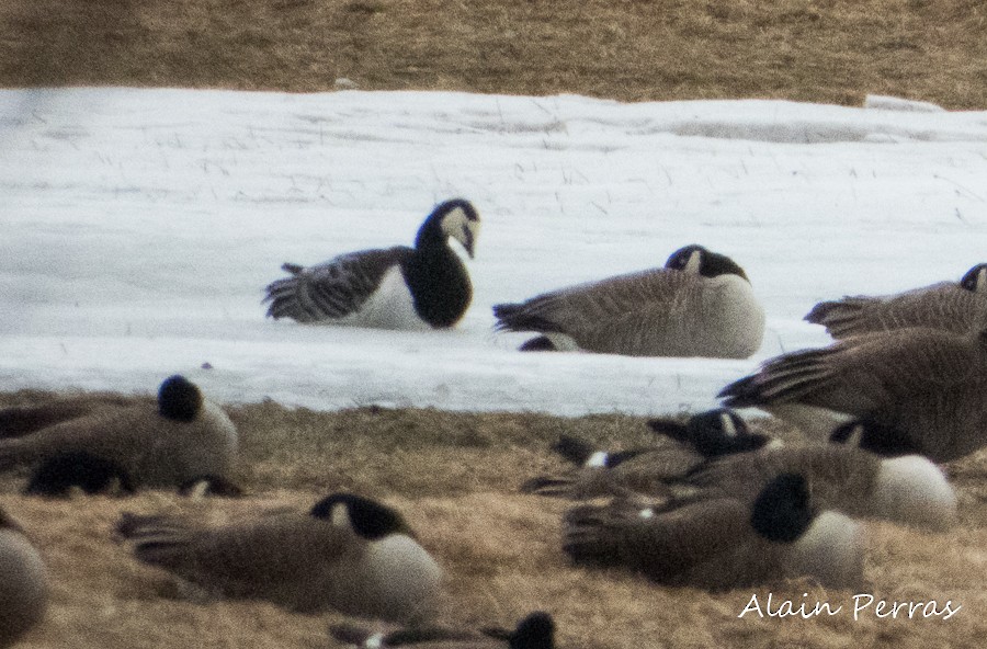 Barnacle Goose - ML149747801