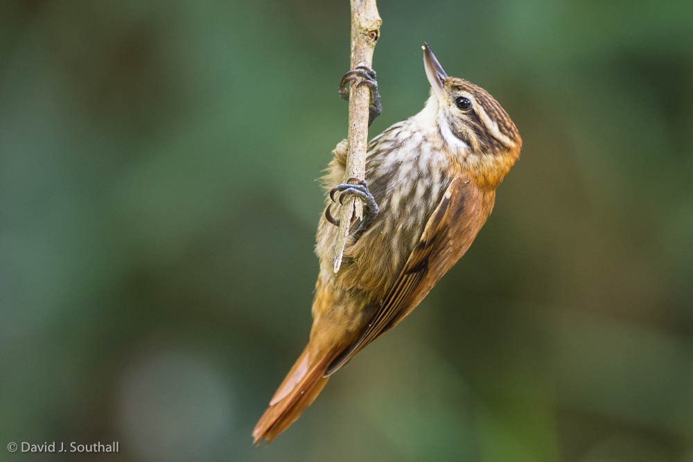 Streaked Xenops - David Southall