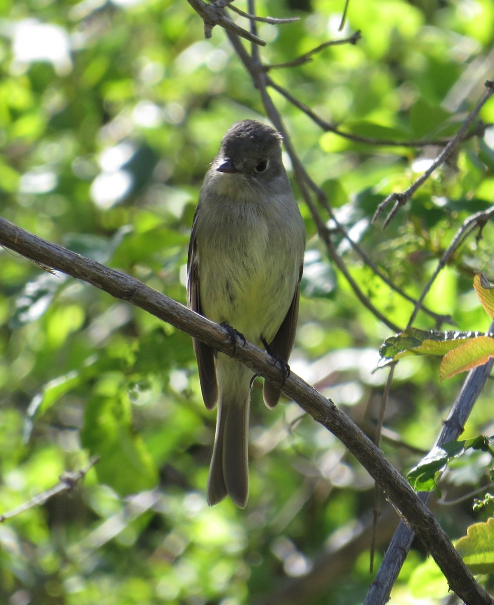 Hammond's Flycatcher - ML149750131
