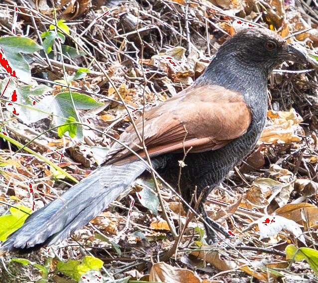 Greater Coucal - ML149750441