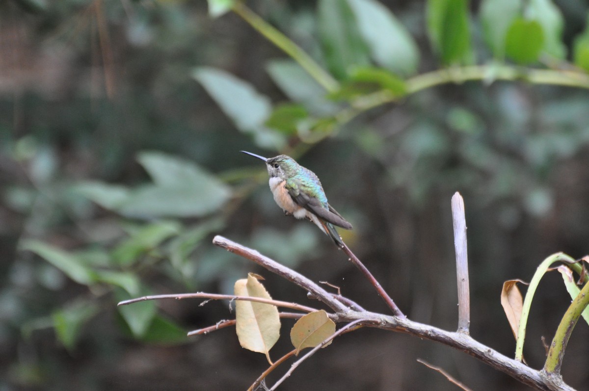 Broad-tailed Hummingbird - Cin-Ty Lee
