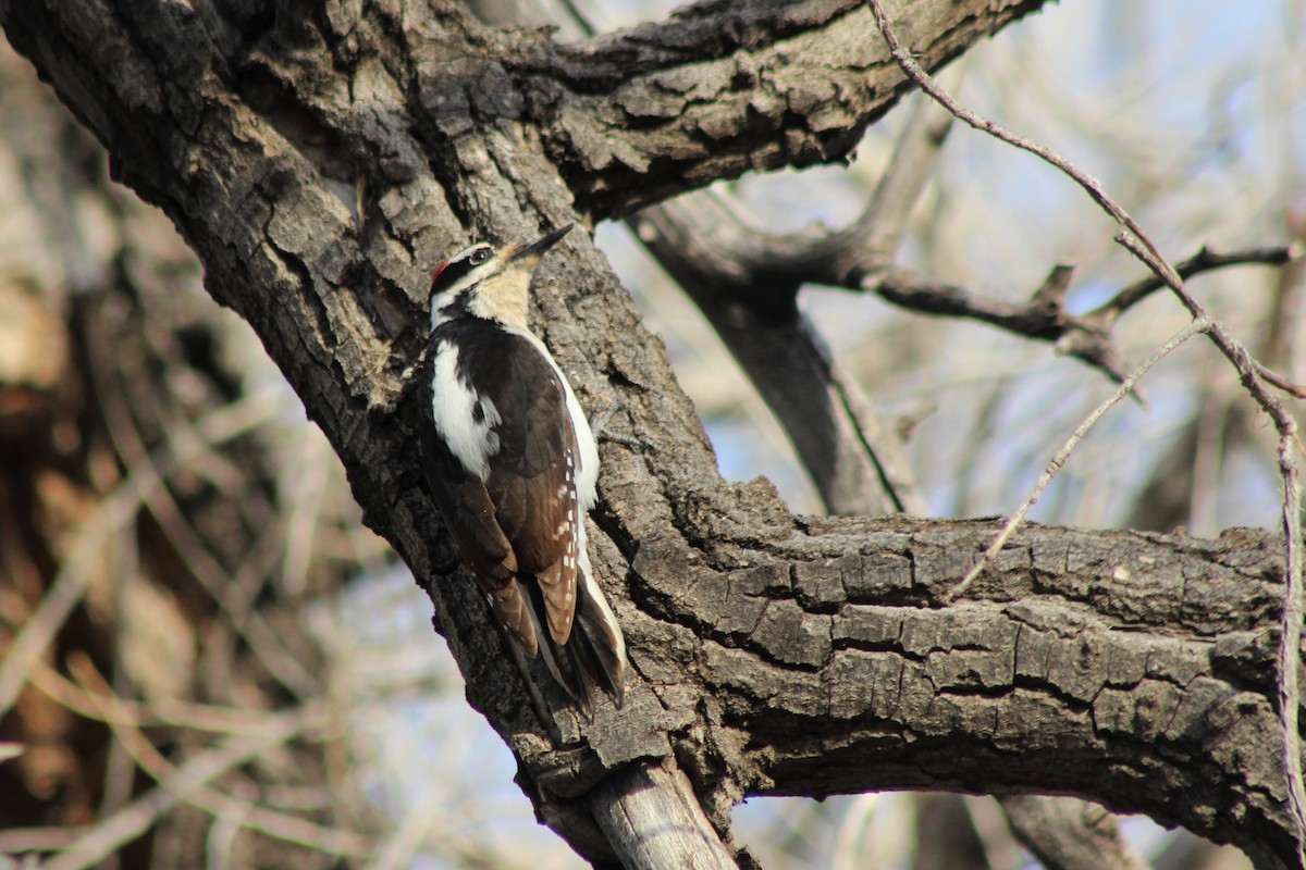 Hairy Woodpecker - ML149755091