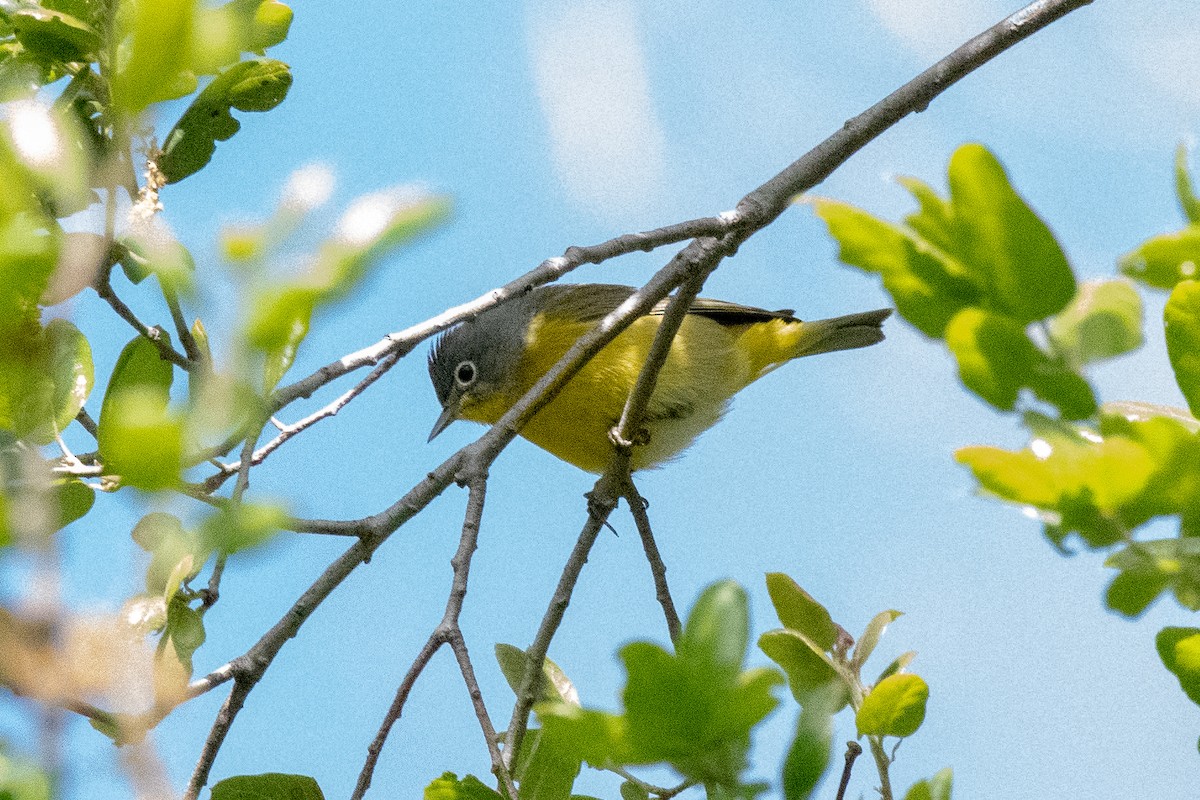 Nashville Warbler - ML149756081
