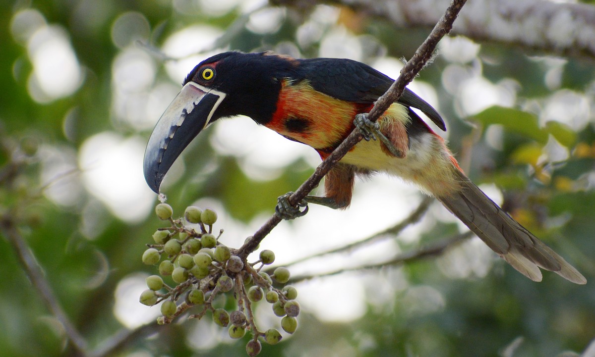 Collared Aracari - ML149756891