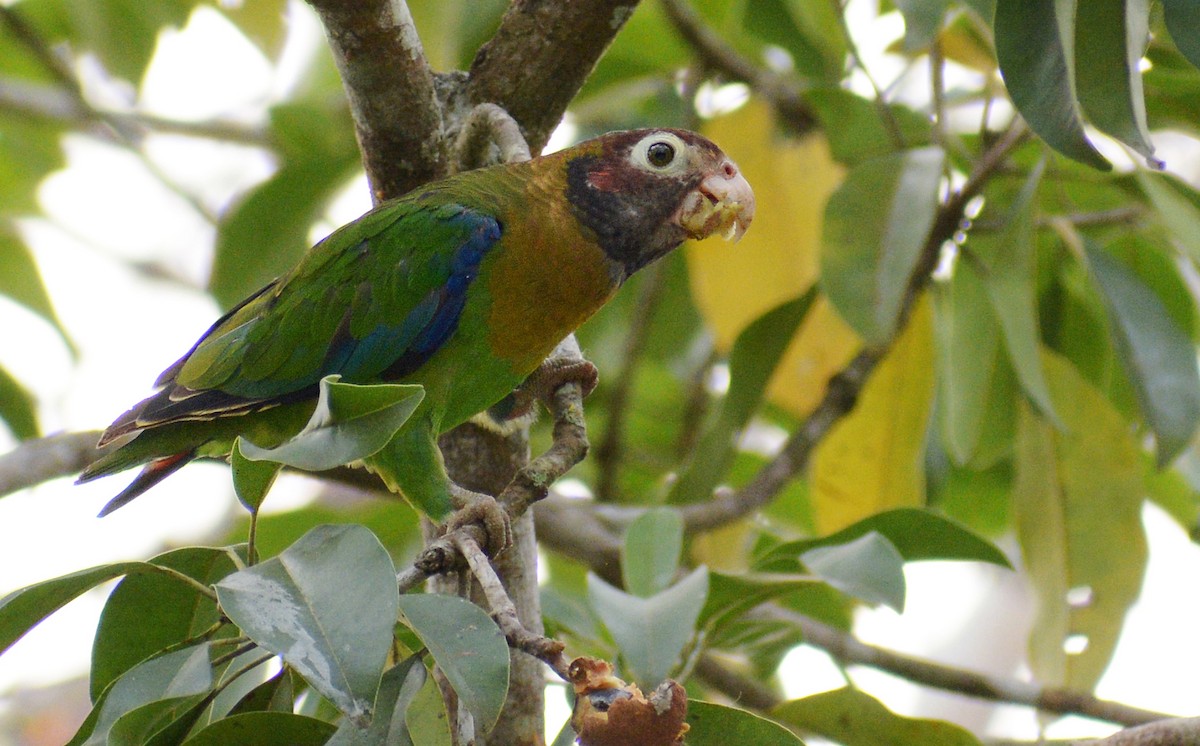 Brown-hooded Parrot - ML149756911