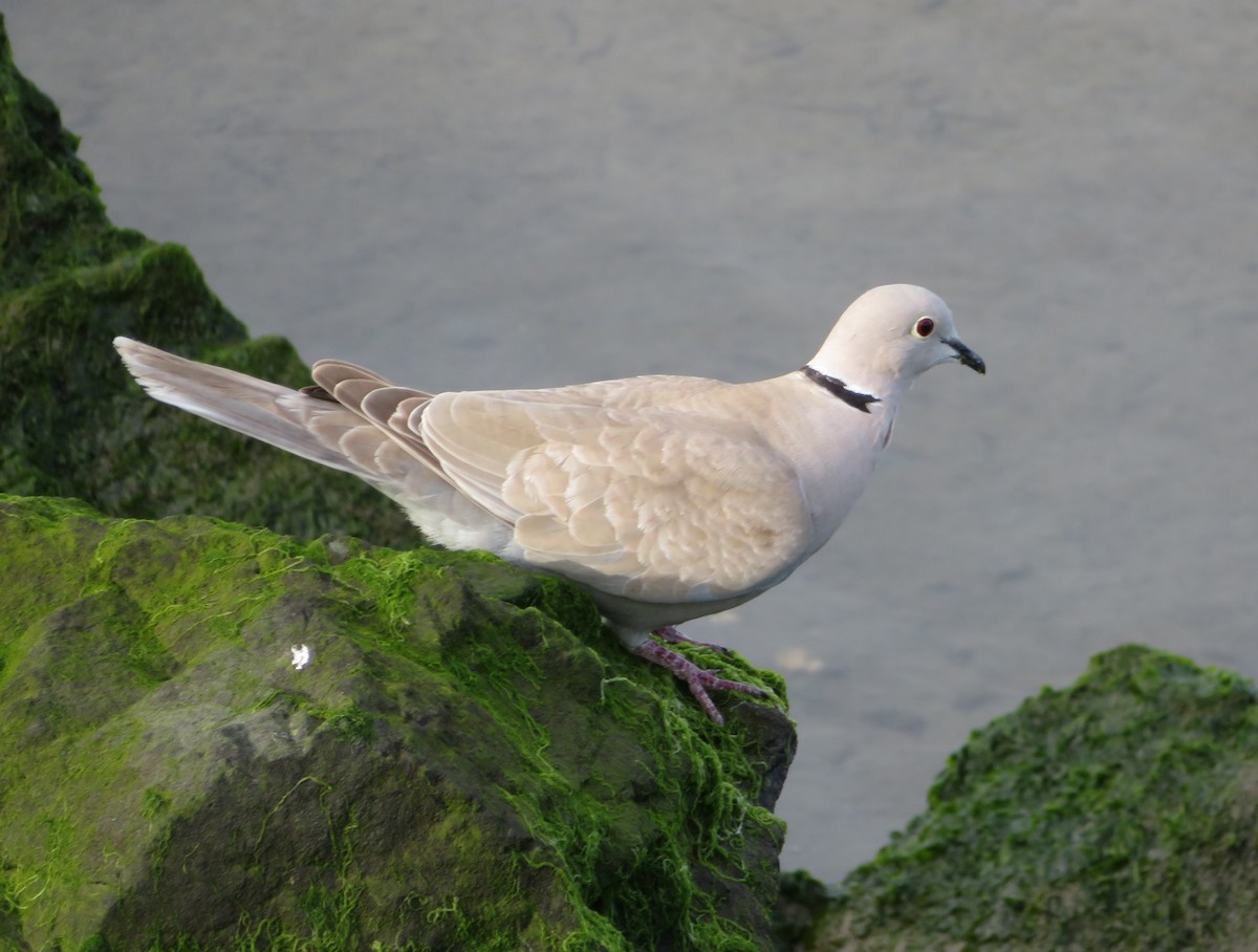 Eurasian Collared-Dove - ML149758351