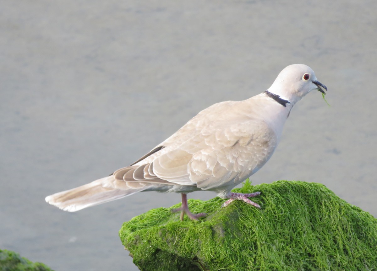 Eurasian Collared-Dove - ML149758401