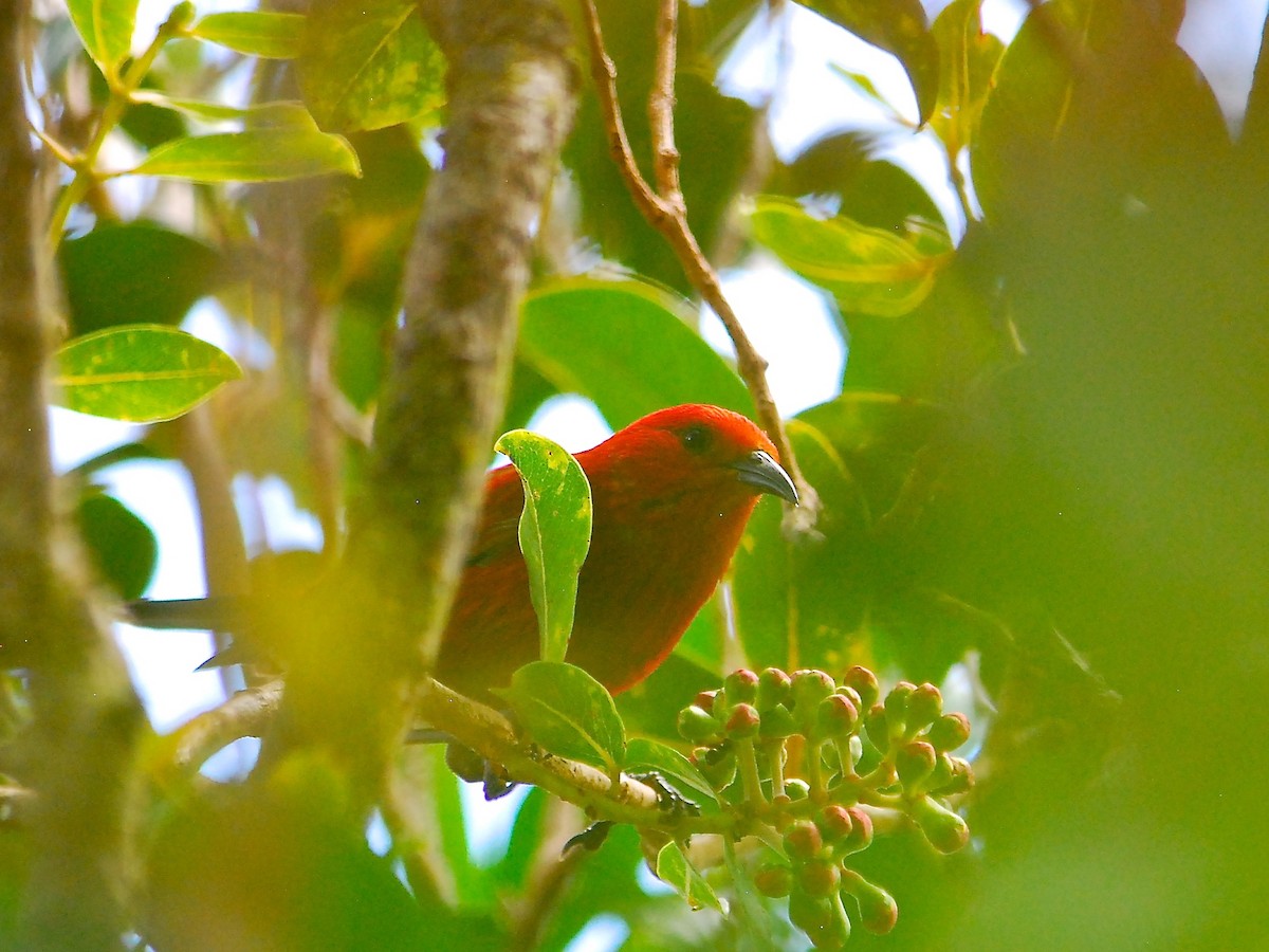 Apapanekleidervogel - ML149758921