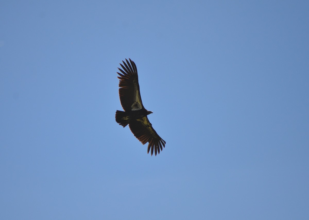 California Condor - ML149759141