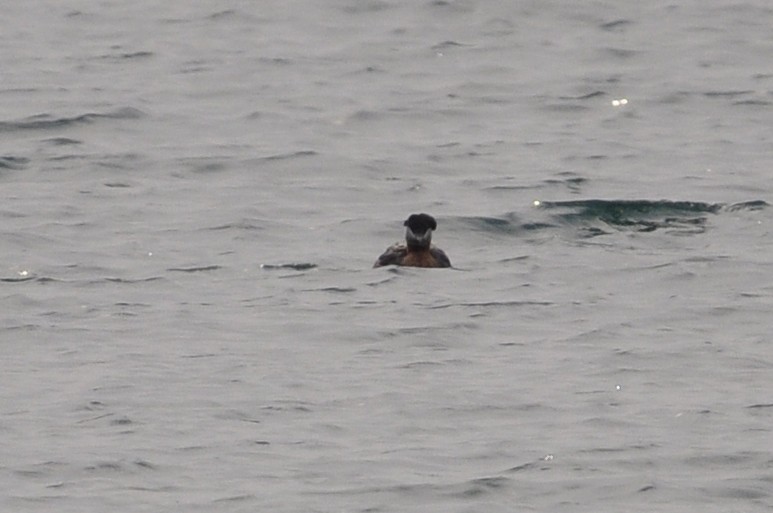 Red-necked Grebe - ML149760561