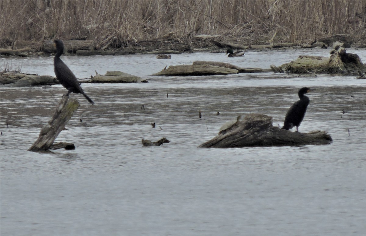 Double-crested Cormorant - ML149761681