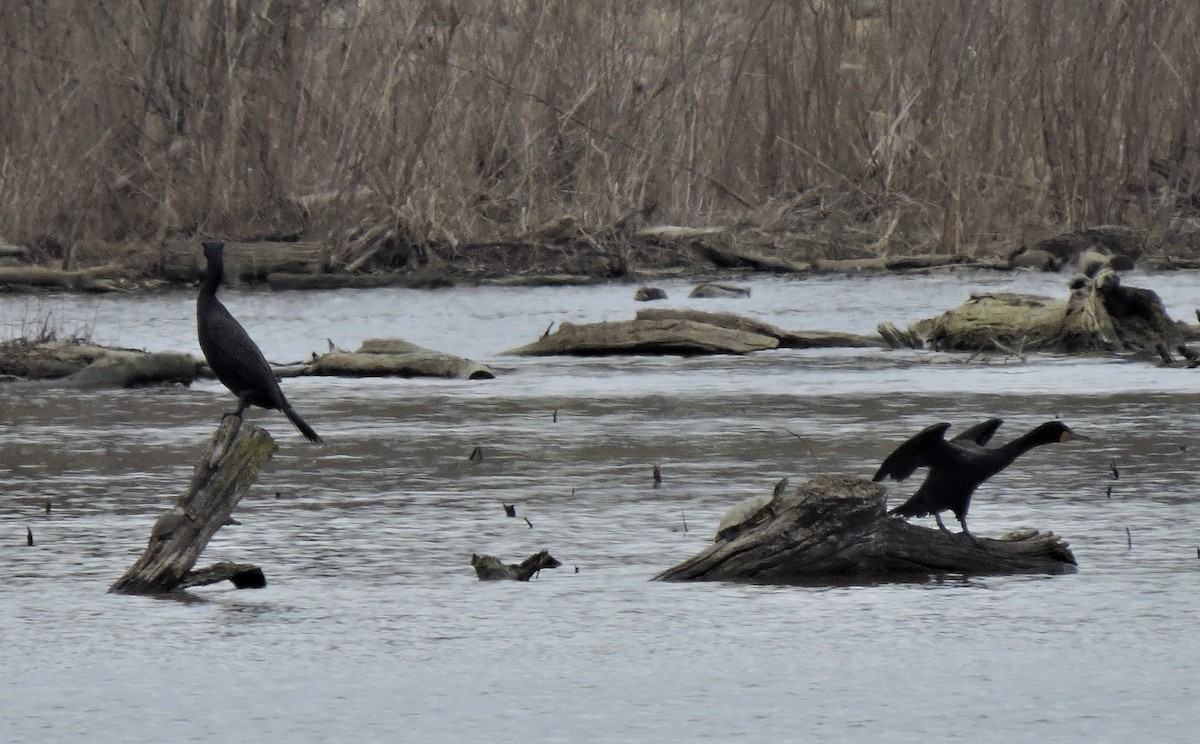 Double-crested Cormorant - ML149761721