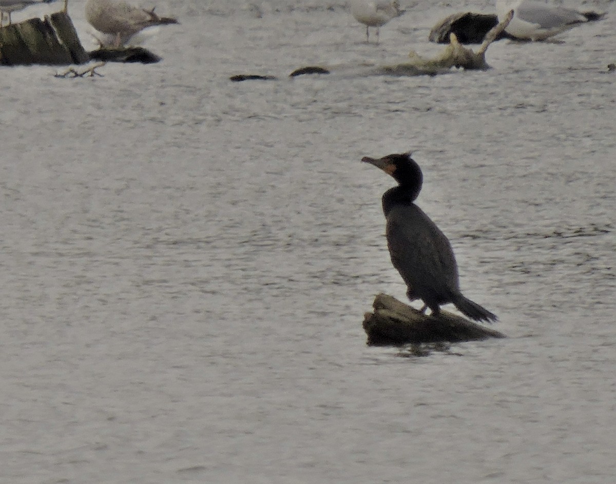 Double-crested Cormorant - ML149761741