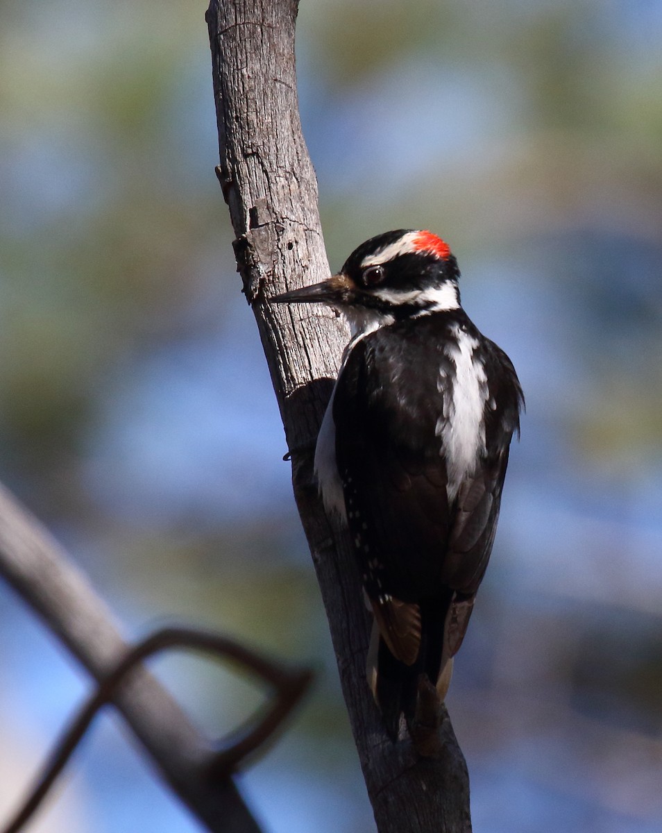 Hairy Woodpecker - Greg Gillson