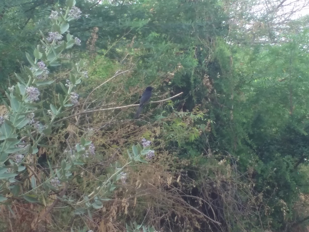 Drongo royal - ML149763251