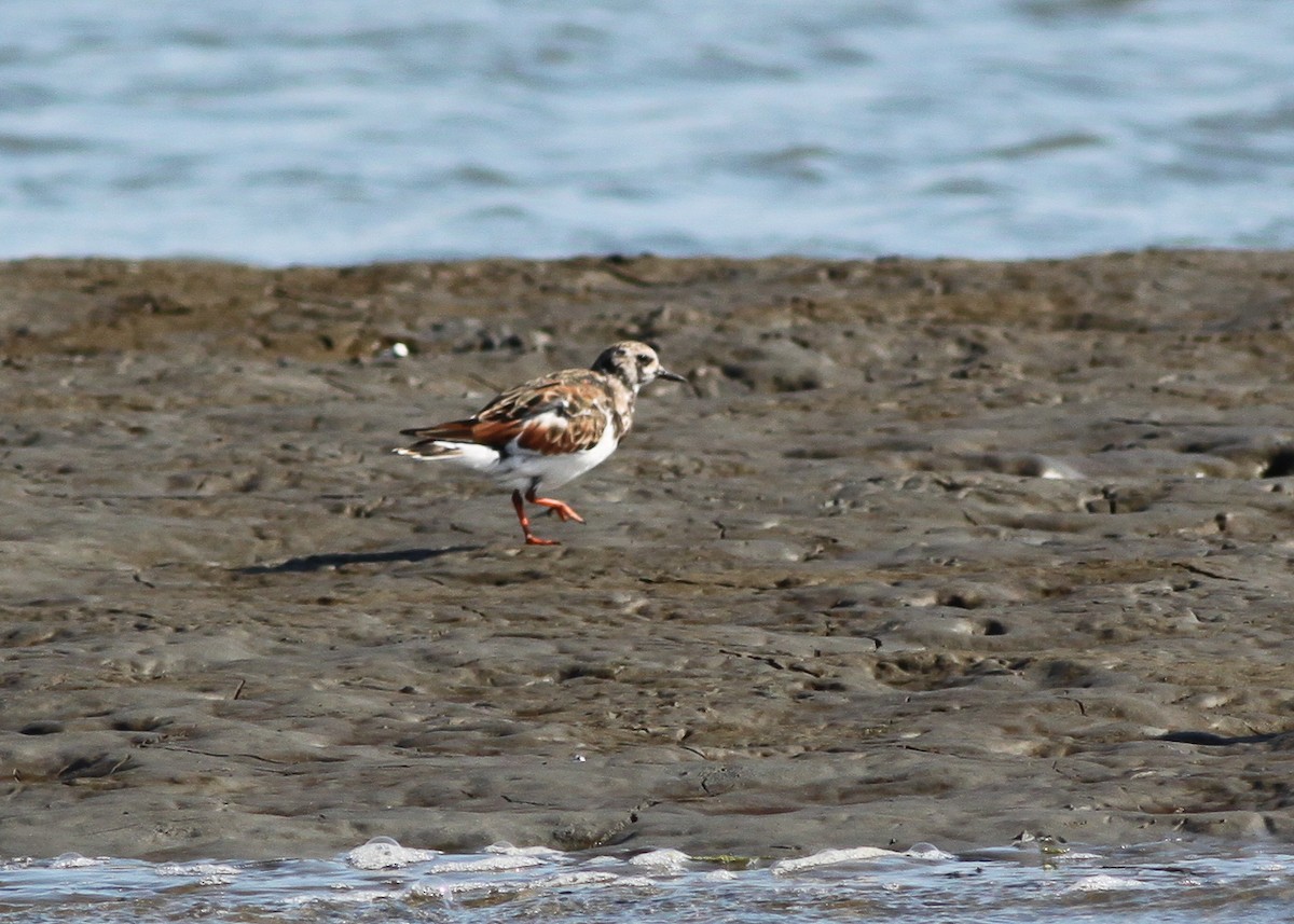 Ruddy Turnstone - Zane Pickus