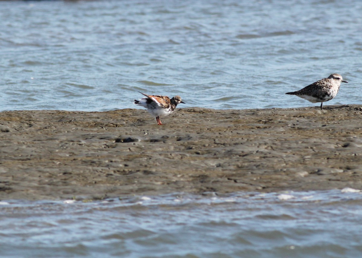 Ruddy Turnstone - ML149763521