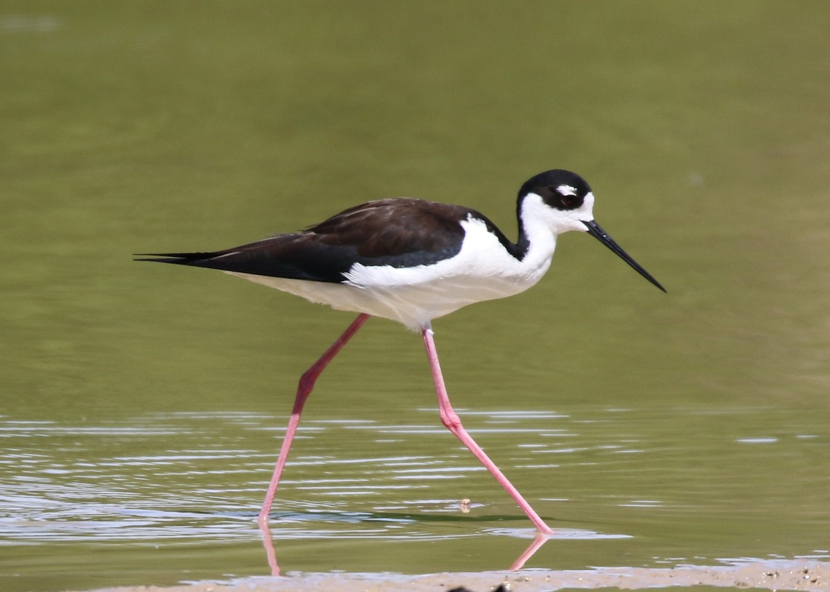 Schwarznacken-Stelzenläufer (mexicanus) - ML149764791