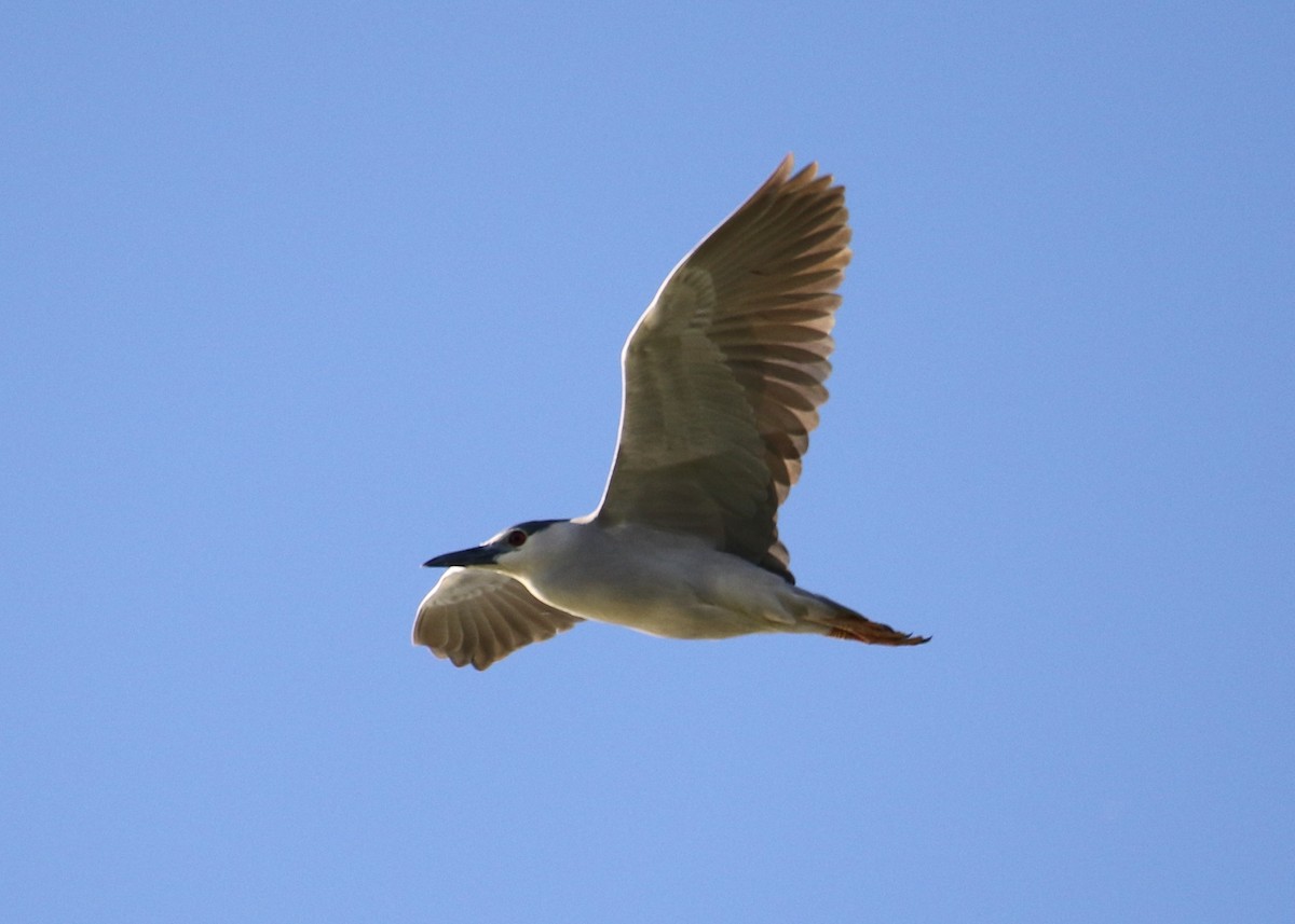 Black-crowned Night Heron - ML149765361