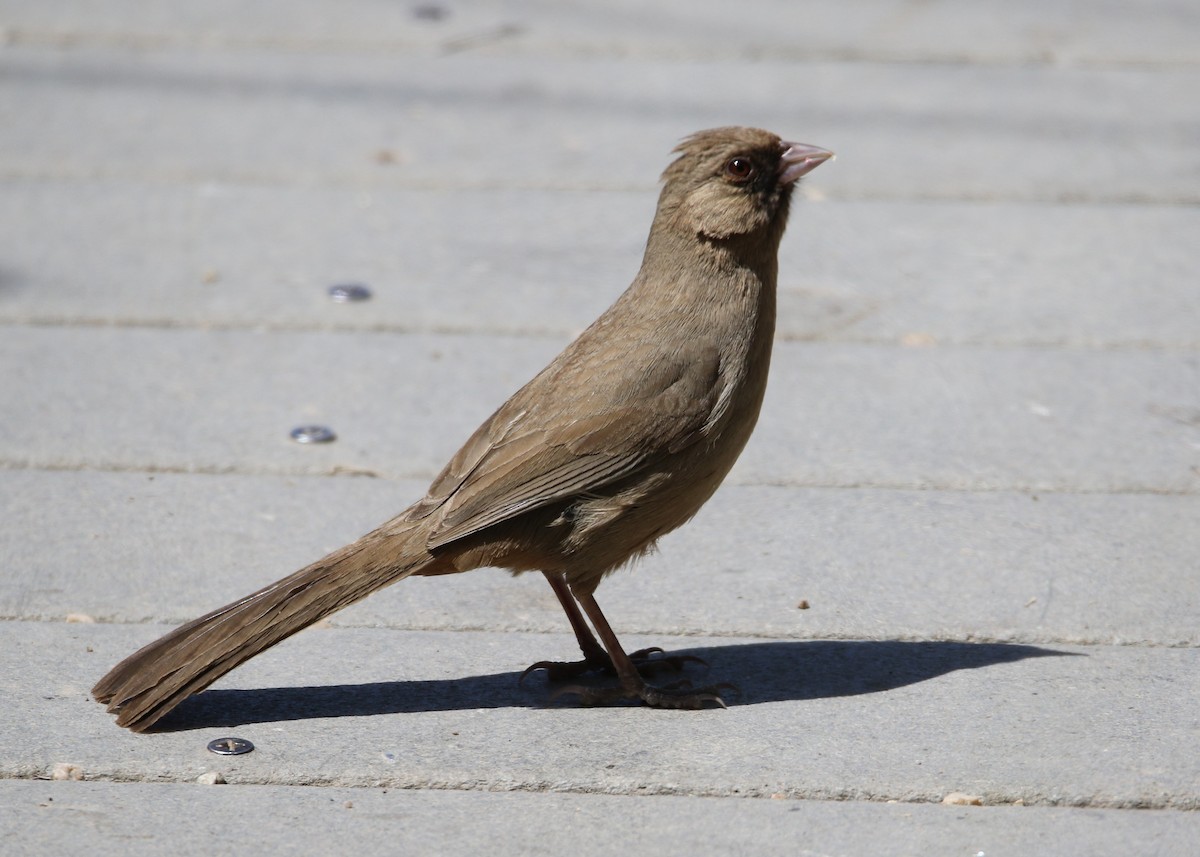 Abert's Towhee - ML149766011