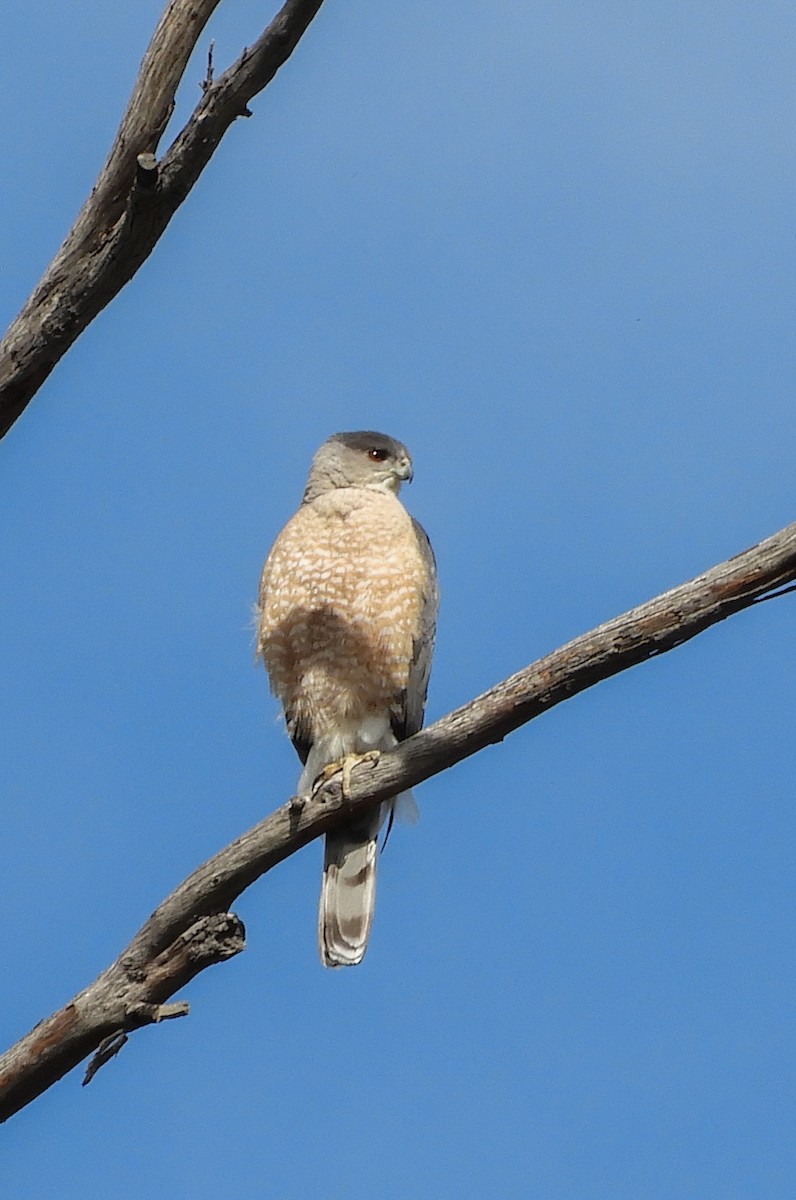 Cooper's Hawk - ML149766261