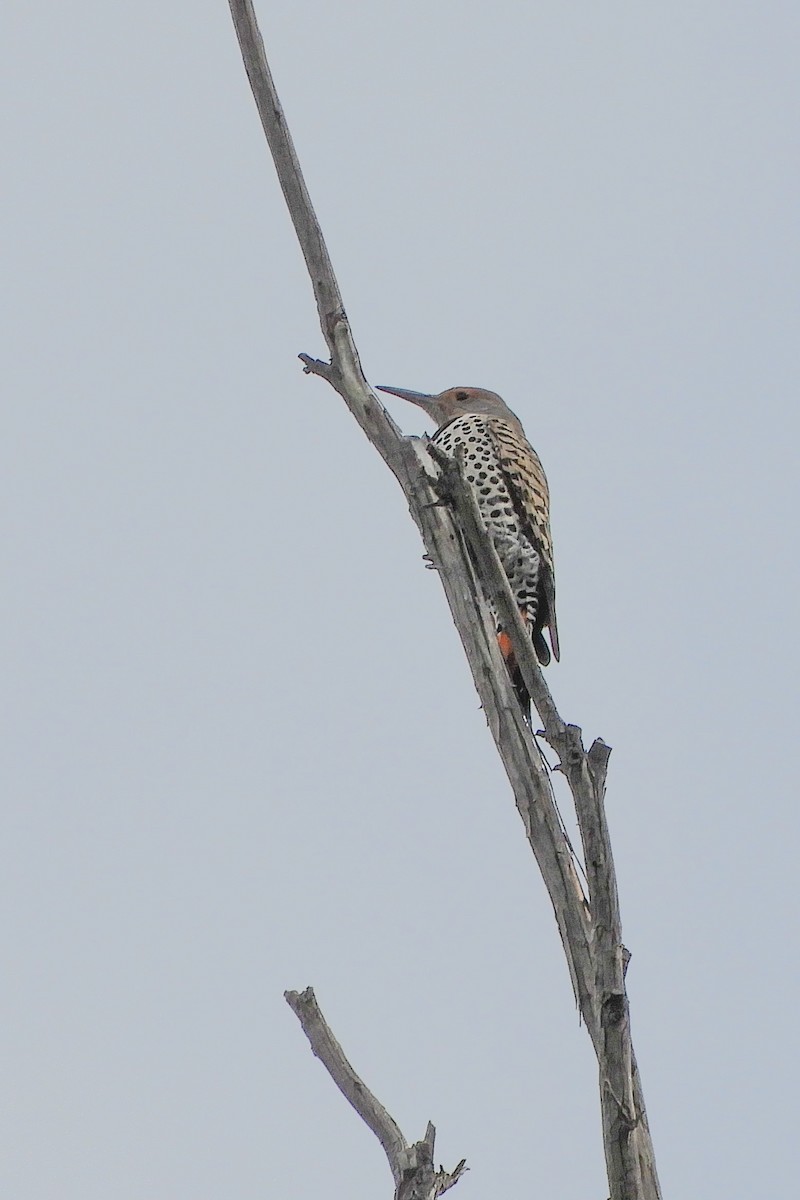 Northern Flicker - ML149766471