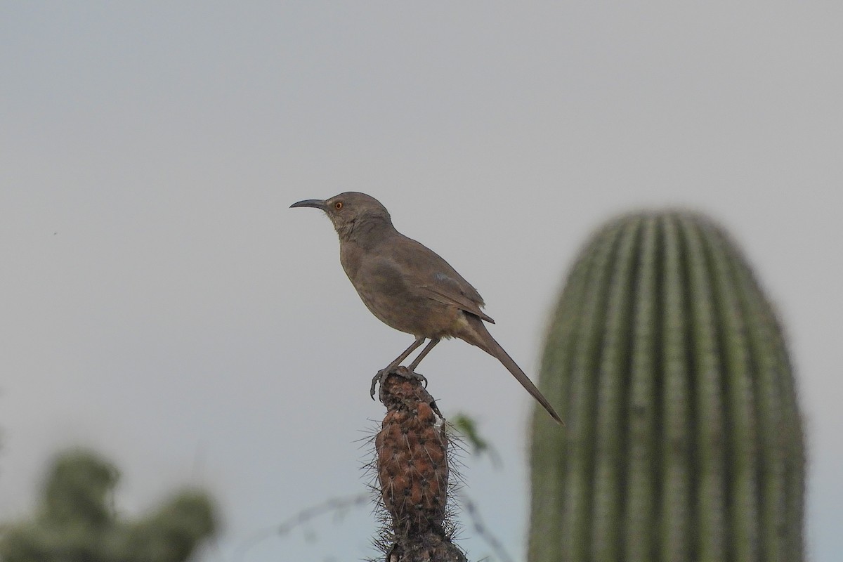 Curve-billed Thrasher - ML149766731