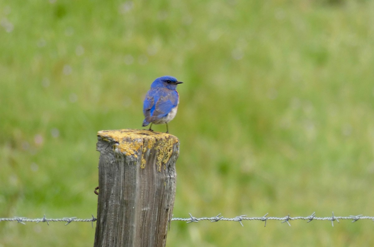 Western Bluebird - ML149766741
