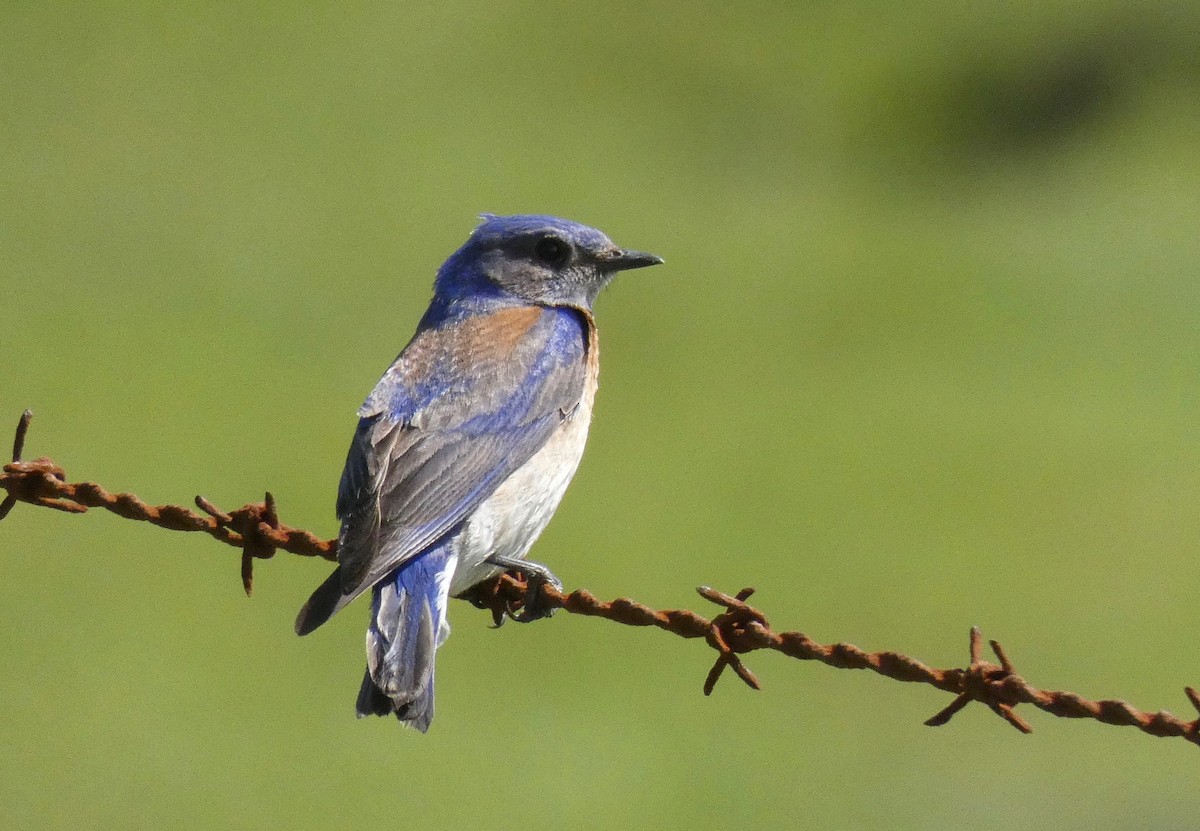 Western Bluebird - ML149766771
