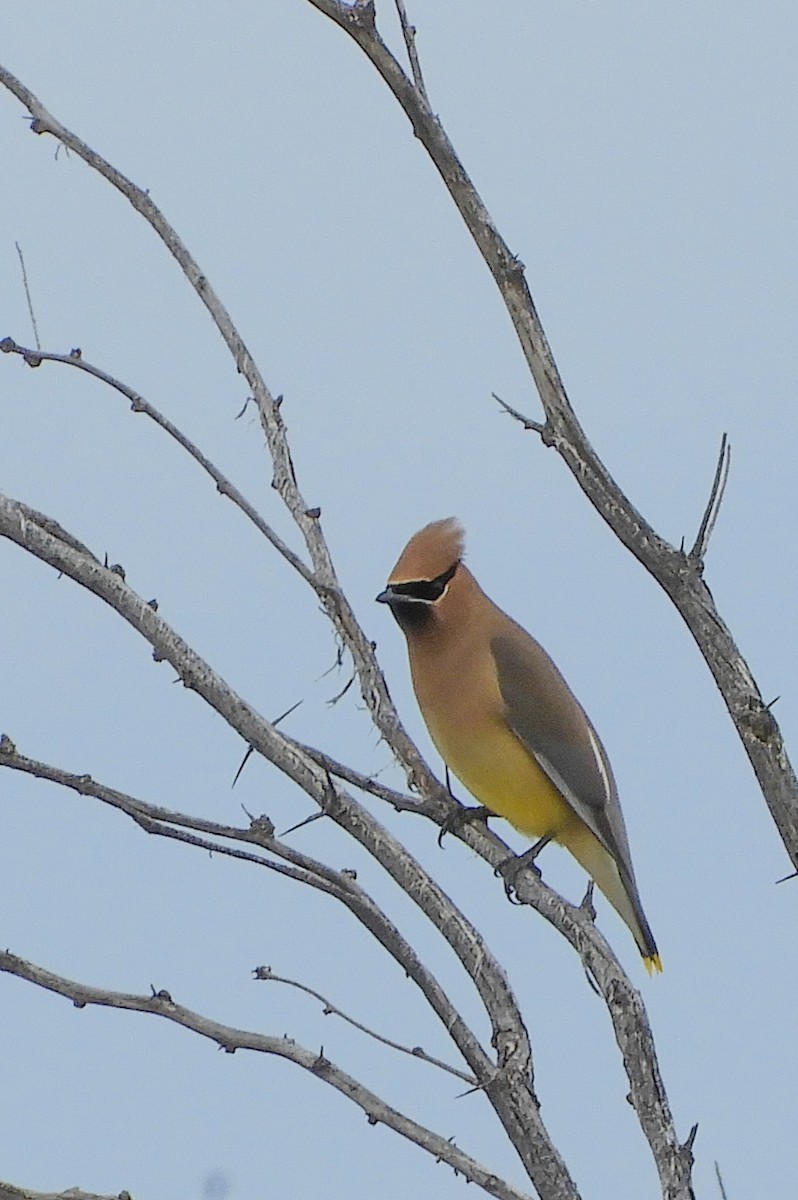 Cedar Waxwing - ML149766911