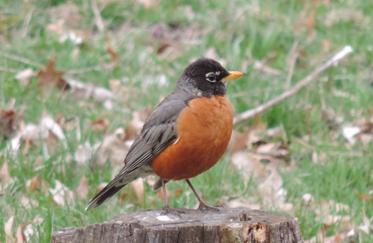 American Robin - Rich Brown