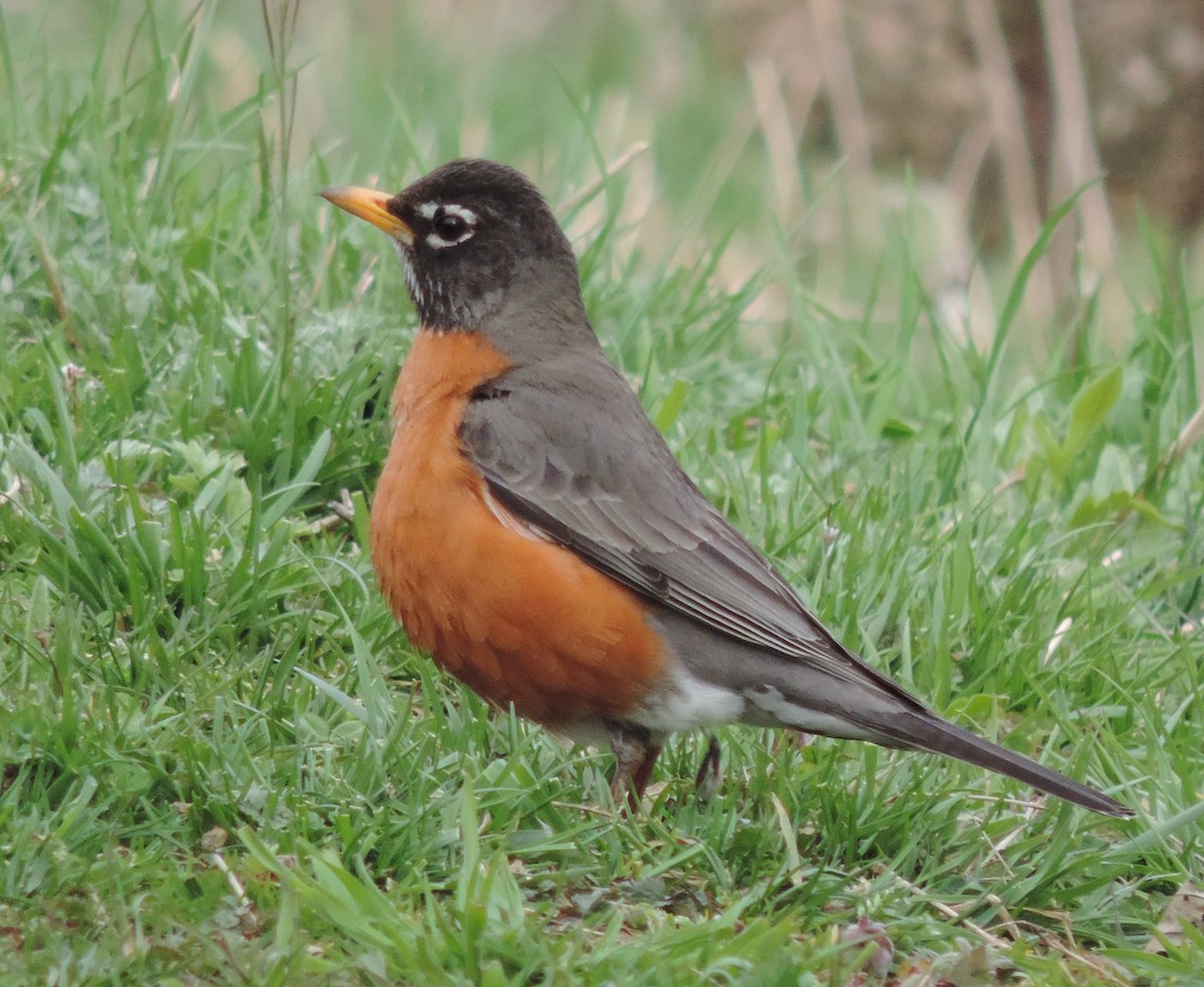 American Robin - Rich Brown