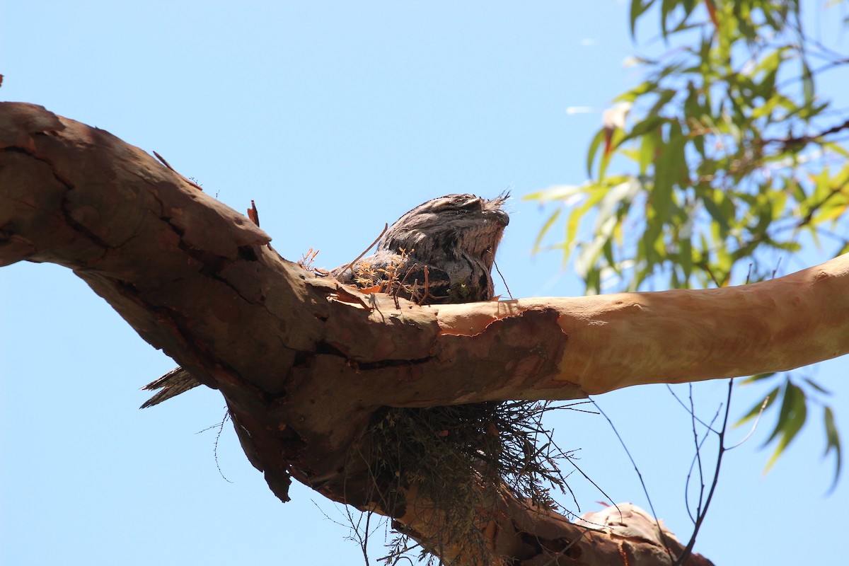 Tawny Frogmouth - ML149767971