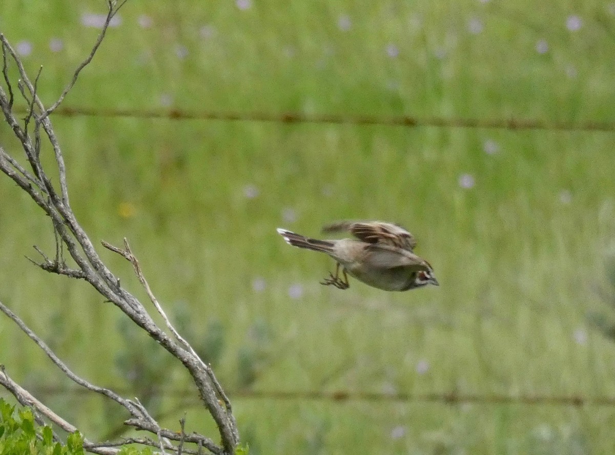 Lark Sparrow - ML149768621