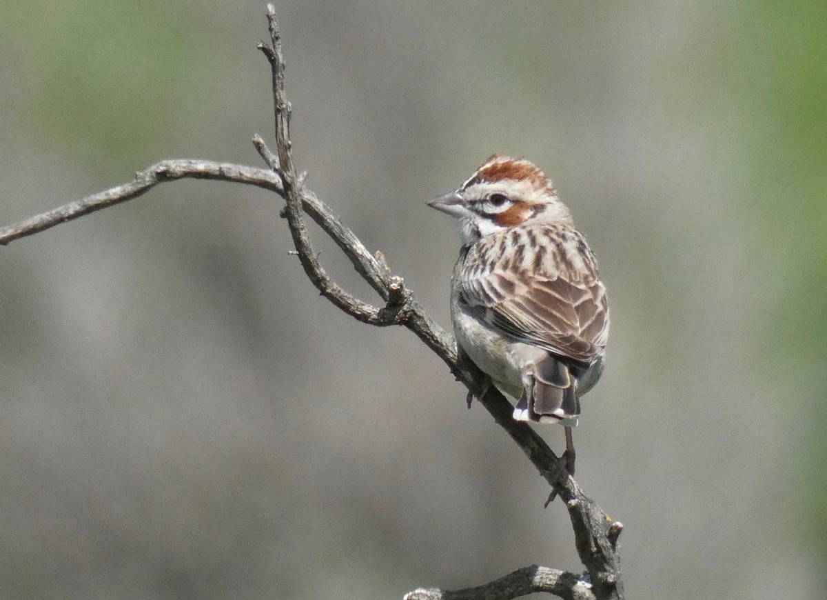 Lark Sparrow - ML149768651