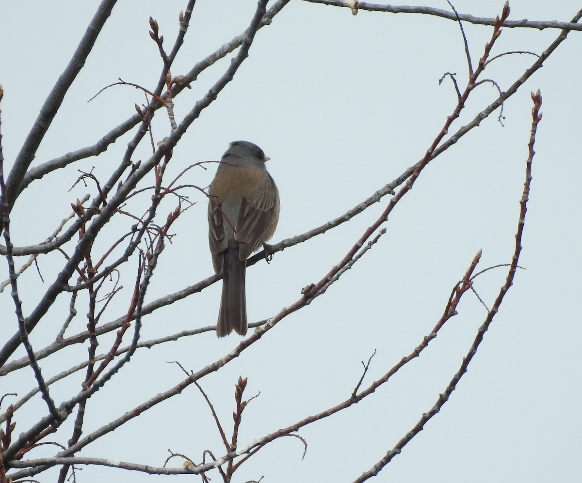 Dark-eyed Junco - Shane Sater