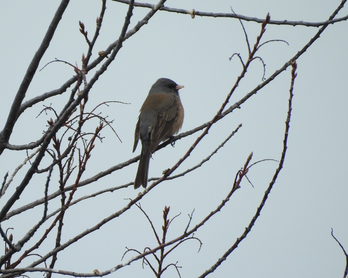 Dark-eyed Junco - ML149768891