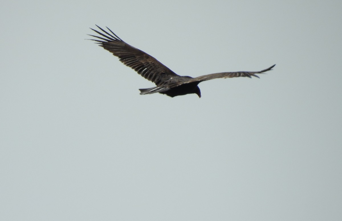 Turkey Vulture - ML149769771