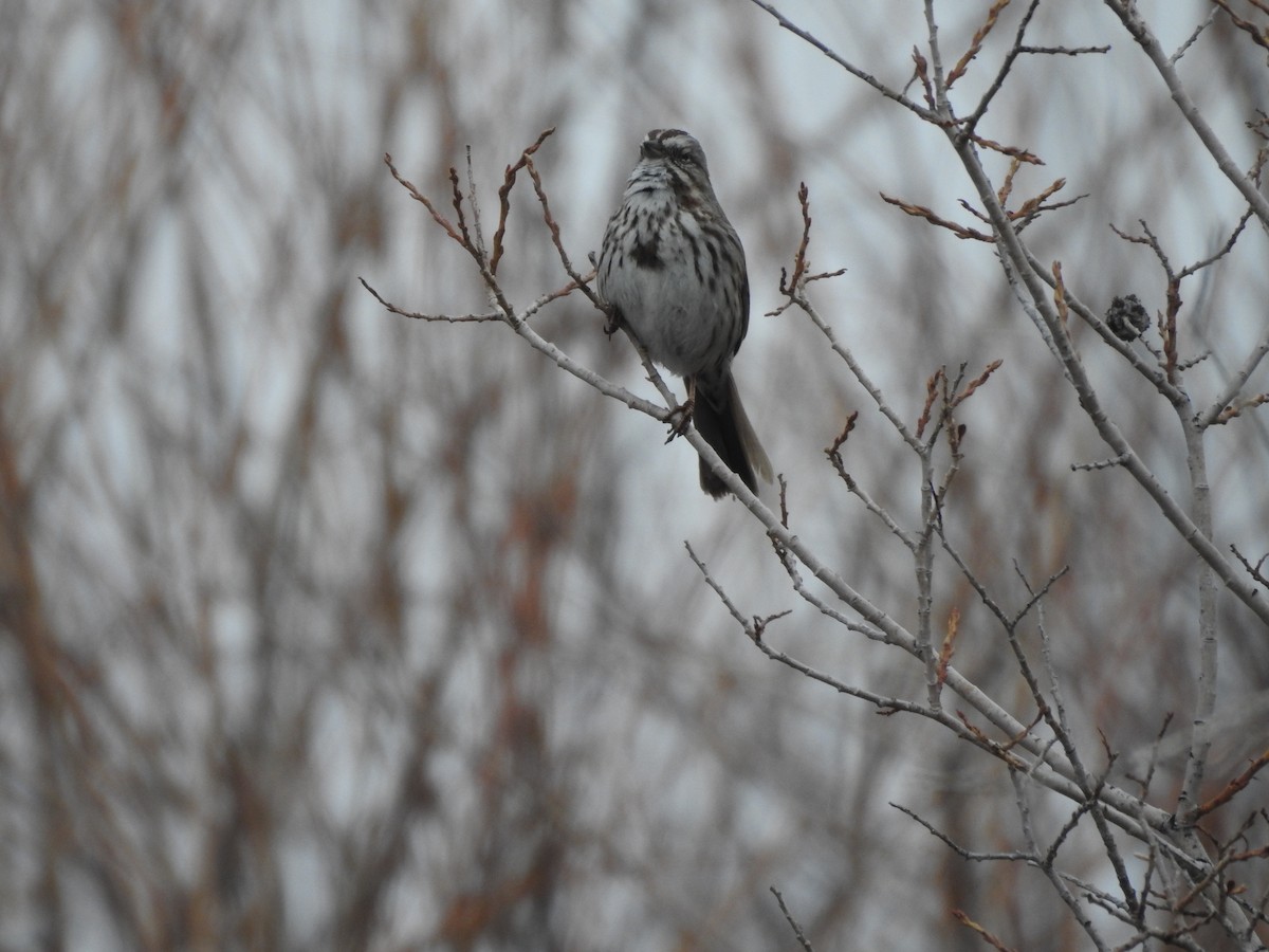 Song Sparrow - ML149769781