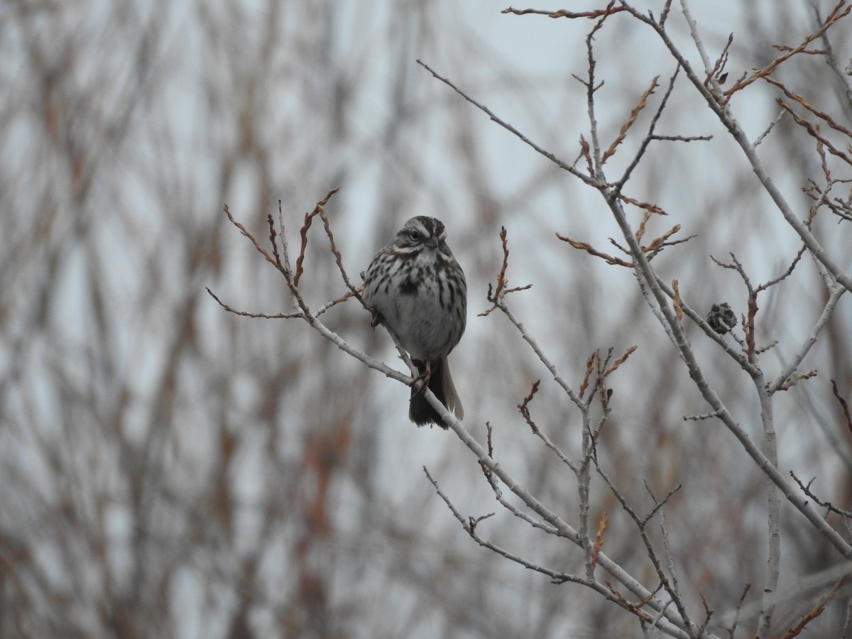 Song Sparrow - ML149769791