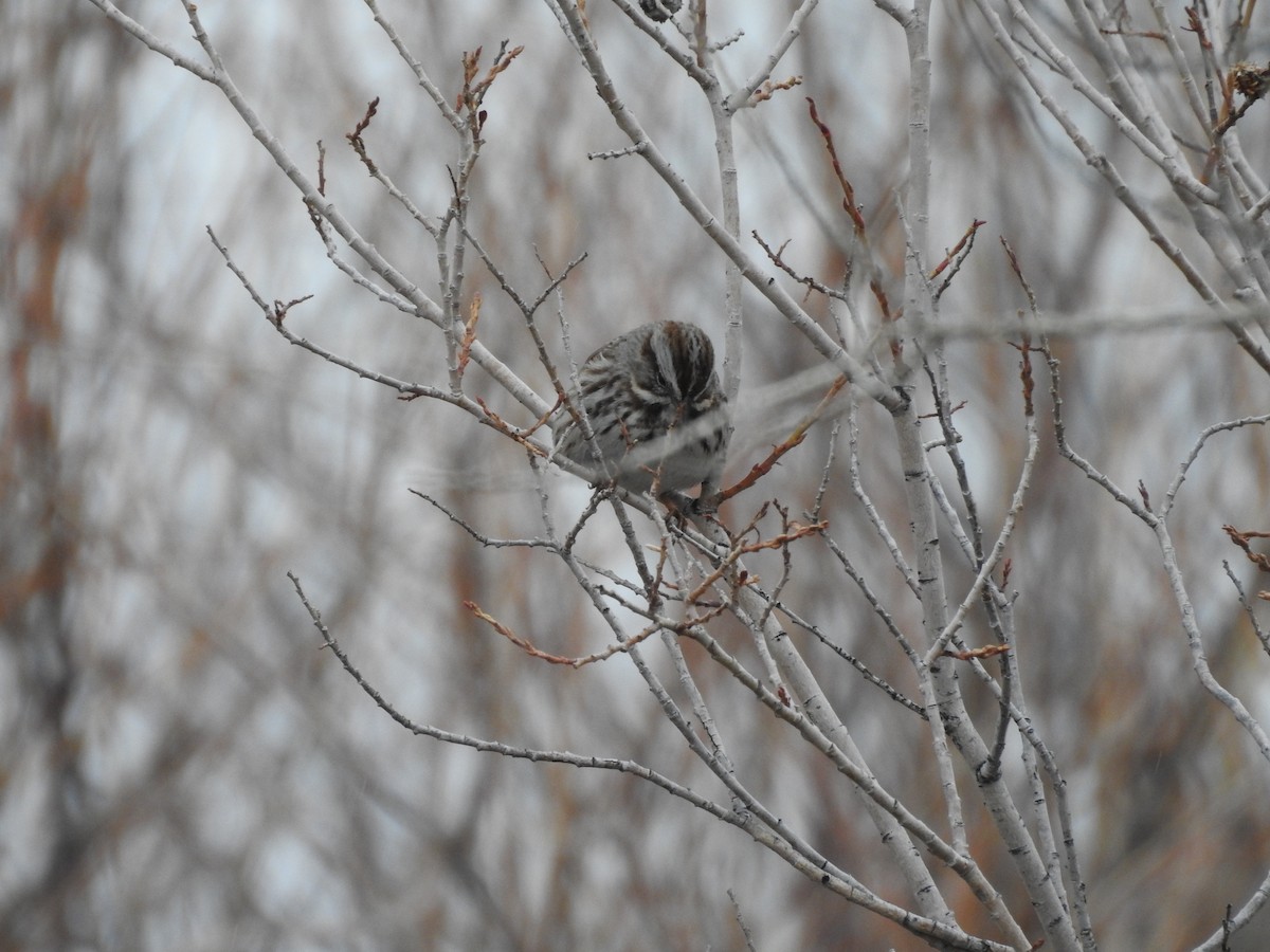 Song Sparrow - ML149769811