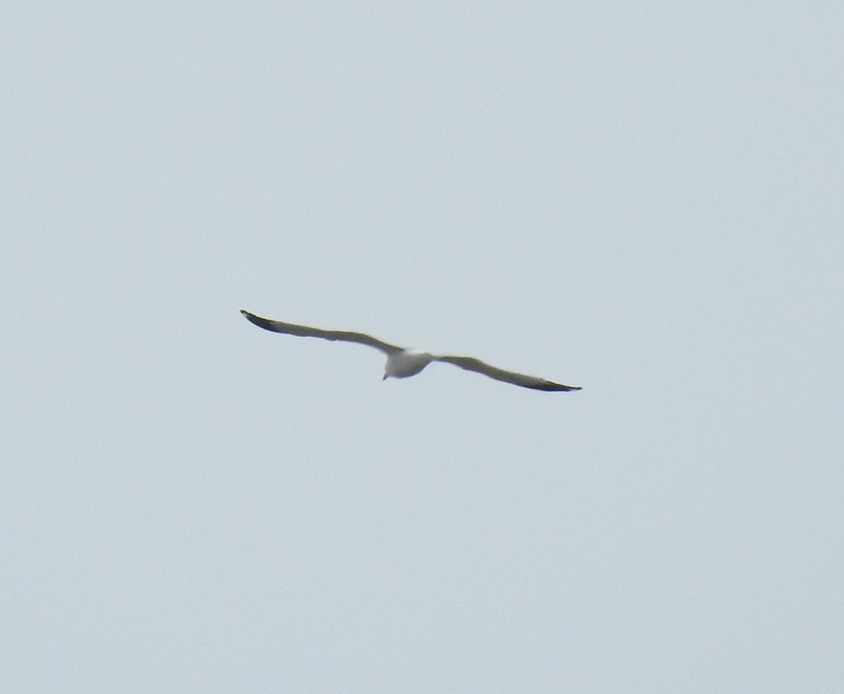 goéland ou mouette sp. - ML149770051