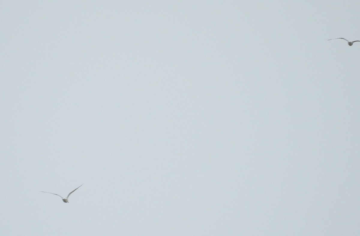 goéland ou mouette sp. - ML149770071